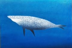 鯨のスイミー